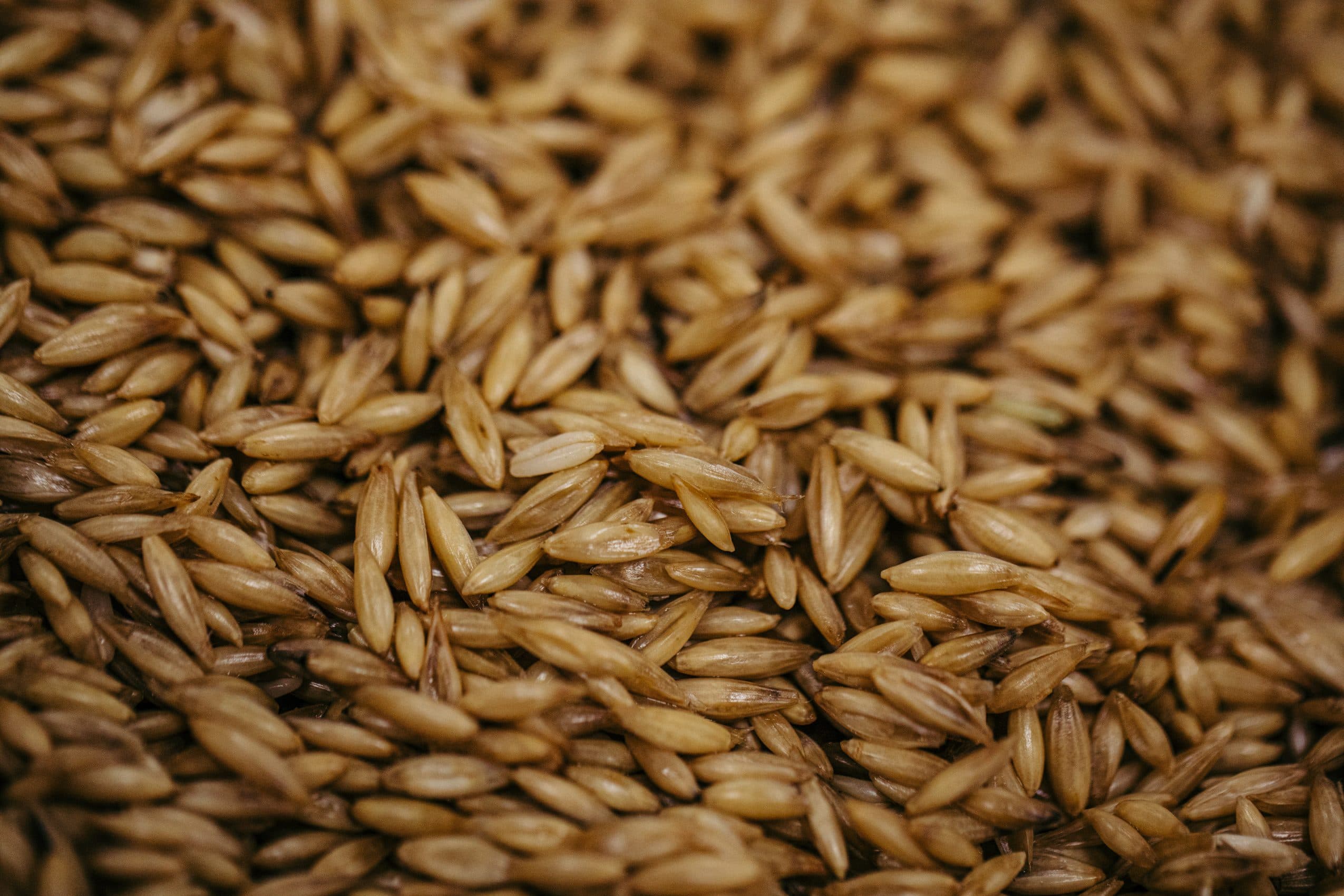 Close up of malted oats cupped in a hand