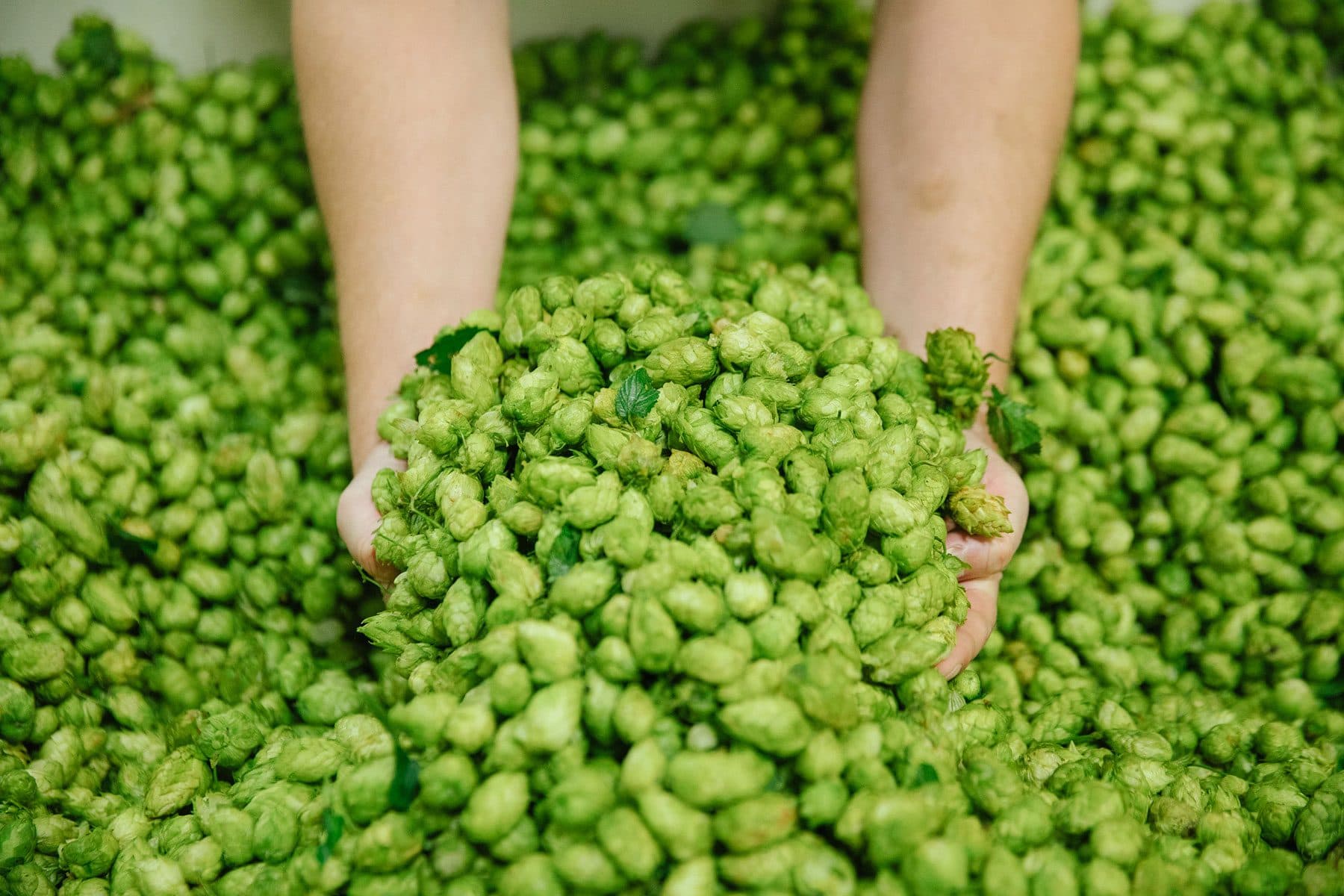 Two hands reaching into a pile of freshly harvested hops